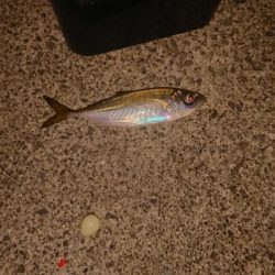 梅雨メバル、良型！！